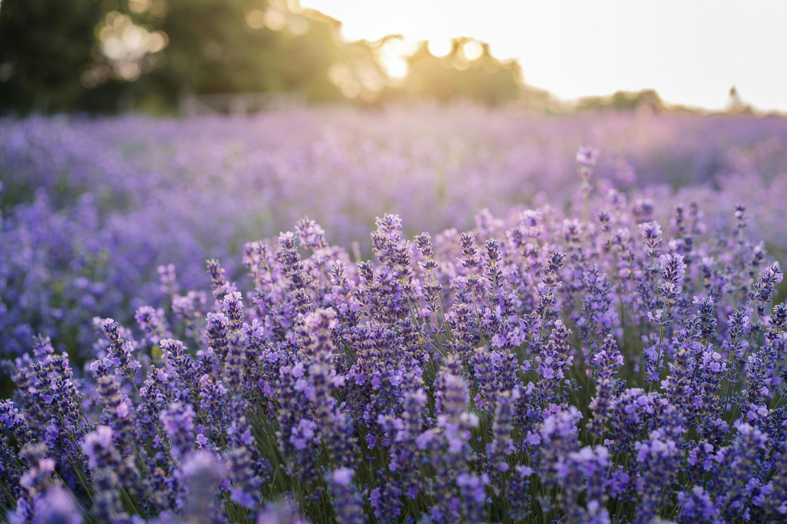 pexels-woods-and-lights-photography-2153271004-32637184