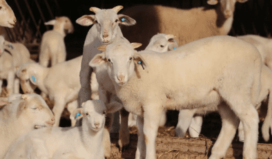 Trakya’da Damızlık Küçükbaş Hayvanlar Genetik Verilerle Seçilecek