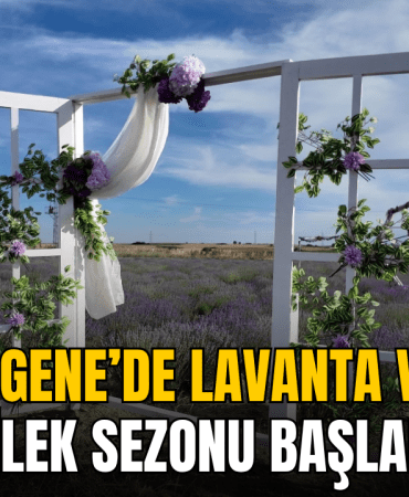 ergene-de-lavanta-ve-cilek-sezonu-basladi